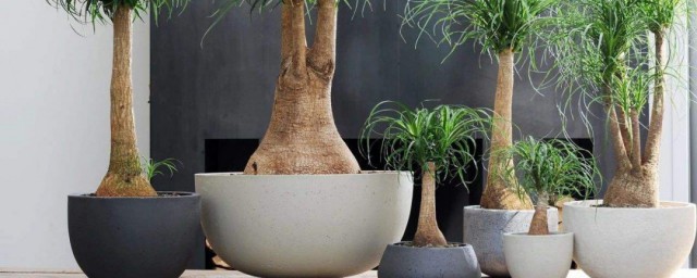 客廳種什麼植物好 傢裡客廳可以種什麼植物?