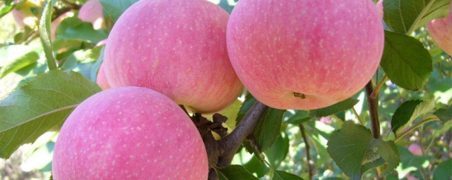 傢庭蘋果保鮮方法 傢庭蘋果保存方法介紹