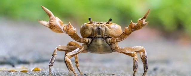 活螃蟹怎麼保存到第二天 如何存放螃蟹
