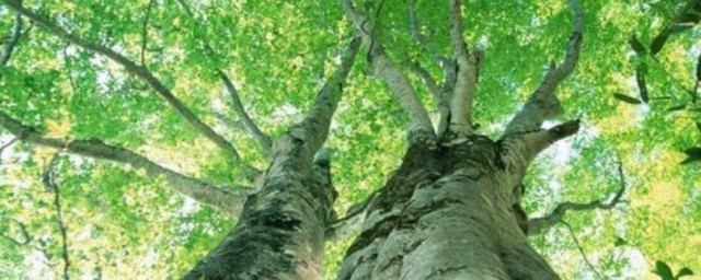 有關樹木的諺語 有關樹木的諺語有哪些