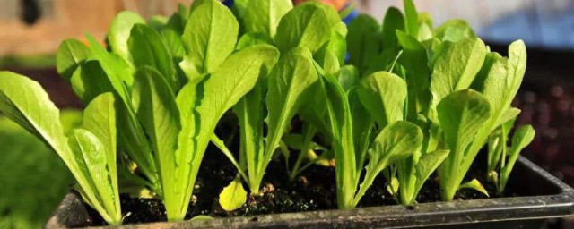 菠菜怎麼種植方法 菠菜的種植方法