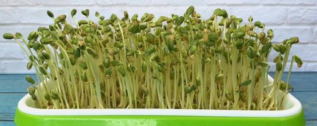 豆芽怎麼種植 大概幾天能發芽呢