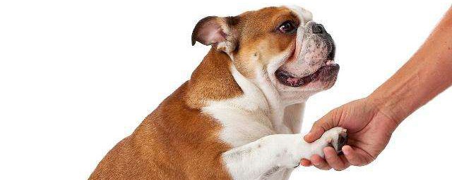 狗狗學習握手的方法 訓練狗狗學習握手的方法介紹