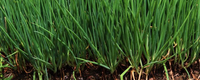 蔥地滅草方法 怎樣清除大蔥地裡的草