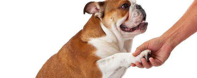 怎樣訓練小狗狗握手 訓練小狗狗握手方法介紹