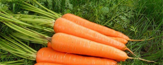 胡蘿卜怎麼種 胡蘿卜種植方法介紹