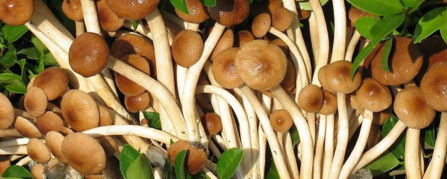 新鮮茶樹菇的做法 新鮮茶樹菇怎麼做好吃