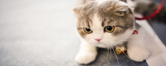 怎麼樣教傢貓用貓砂 怎樣教一隻成年貓用貓砂