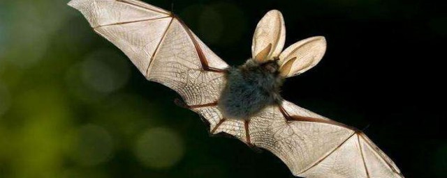 傢裡進瞭蝙蝠怎麼辦 傢裡進瞭蝙蝠的處理方法