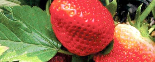 草莓種子怎麼種 種植的方法有哪些呢