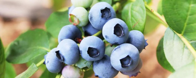 藍莓什麼時候成熟 藍莓什麼季節成熟