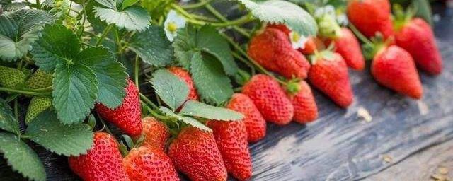 草莓怎麼保存不會壞夏天 草莓保鮮及儲存方法