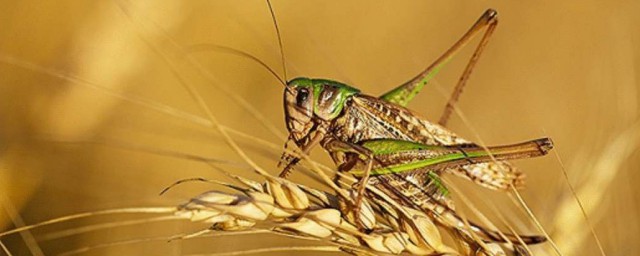 蝗蟲怎麼處理才能吃 怎麼做更加好吃