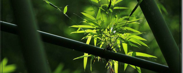 竹子怎麼處理毛刺 竹子的簡介