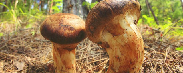 松茸蘑菇怎麼處理 處理松茸的方法詳解
