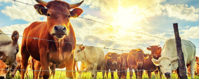 養牛簡單竅門 如何節省飼料