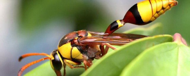 黃蜂性格的特點 它屬於什麼動物