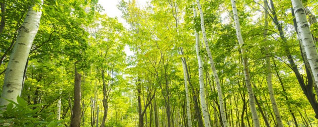 保護樹林怎麼做 不亂砍伐鼓勵植樹