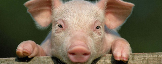 豬的特點是哪些 關於豬的特點介紹