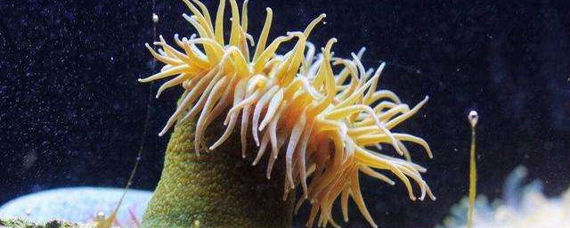 海葵怎麼處理內臟 海葵介紹