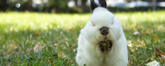 如何做兔子可愛的小窩 兔子內容介紹