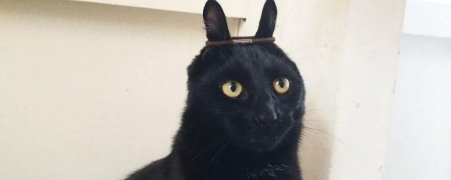 養黑貓適合什麼人養 為什麼不適合養呢