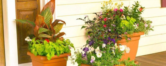 房間門口可以放植物嗎 哪些植物比較好呢