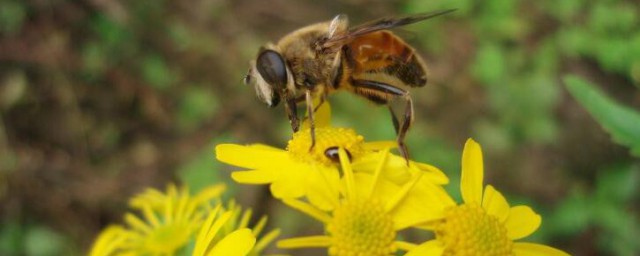 怎麼養蜜蜂不會飛走 5種方法防止蜜蜂飛走
