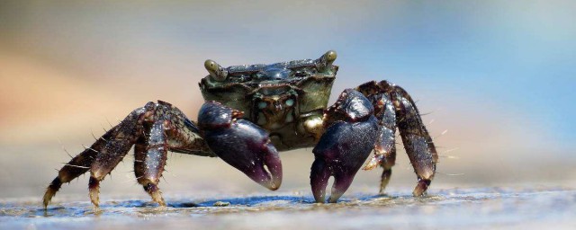 怎麼養螃蟹不死 有什麼要求呢