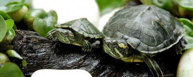 怎麼養烏龜才能養的久 烏龜要怎麼養才養的久