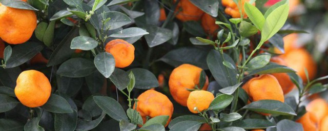 送橘子的寓意是什麼意思 橘子的寓意介紹