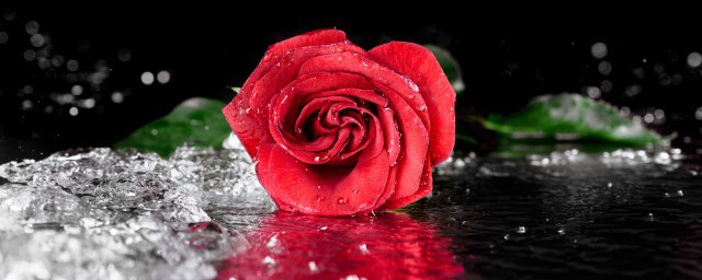 送多少玫瑰的寓意是什麼 多少朵玫瑰花代表什麼意思