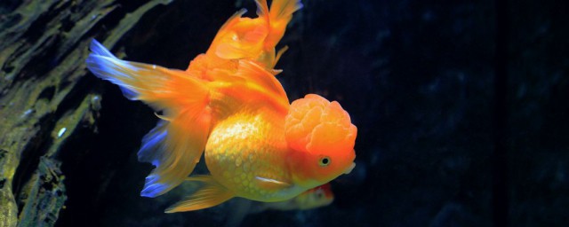 做夢夢到金魚是什麼寓意 是一個好夢嗎