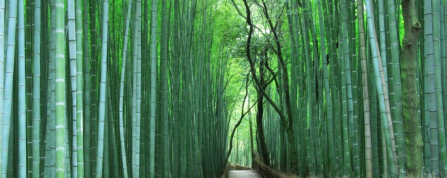 竹子代表什麼人 竹子有什麼樣的精神