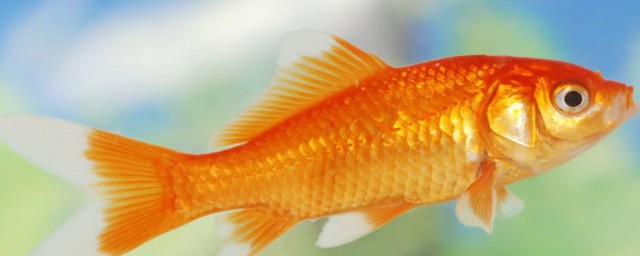 金魚的記憶有多久 金魚的記憶能長達1至3個月