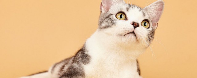 貓咪有跳蚤怎麼辦 可以吃一些藥嗎