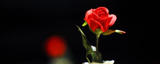新鮮紅玫瑰花怎麼保存 新鮮紅玫瑰花這樣保存會持久些