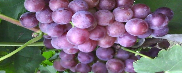 葡萄放冰箱裡怎麼保存 葡萄放冰箱的保存方法