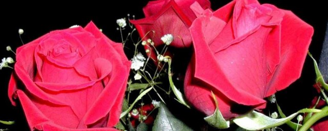 玫瑰花摘下來怎麼保存 這樣做玫瑰花才能保存原有的顏色