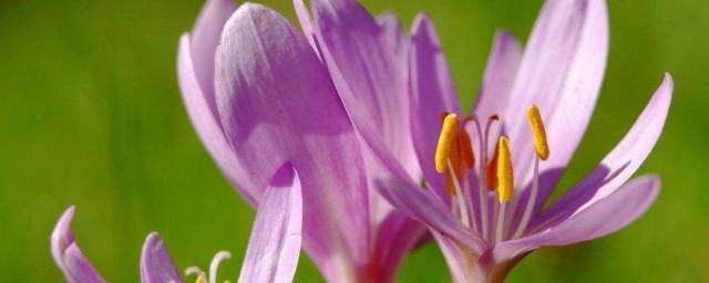 陽臺好養花期長的花推薦 花期長的花有哪些