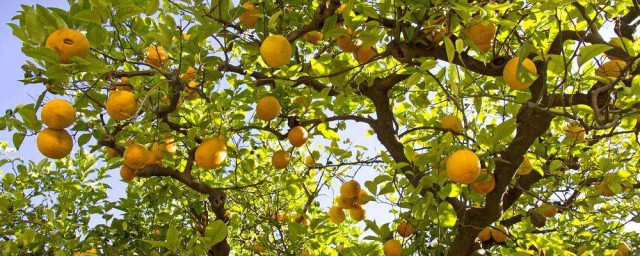 傢裡養檸檬樹怎樣才能養好 養檸檬樹的方法