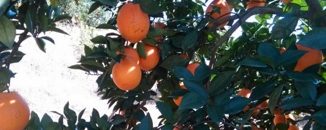 橙子樹上催紅有什麼好方法 分別有什麼催熟的技巧