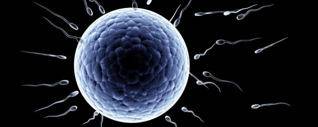 精子和卵子結合需要多長時間懷孕 怎麼判斷懷孕沒