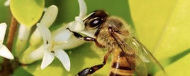被蜜蜂蟄瞭怎麼處理消腫最快 被蜜蜂蟄瞭怎麼消腫