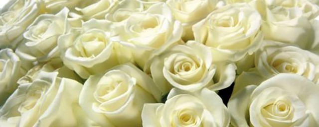 白色玫瑰代表什麼意思 白色玫瑰的介紹