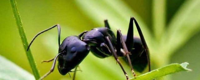 螞蟻的防治小妙招 如何制服螞蟻
