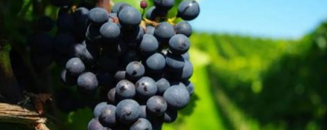 葡萄常溫下能保存多久 葡萄的長期儲存方法