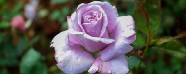 紫玫瑰代表什麼意思 紫玫瑰的寓意