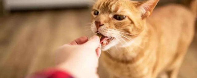 貓熟食怎麼做 貓熟食的做法