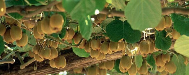 獼猴桃的種植方法 獼猴桃的種植方法介紹